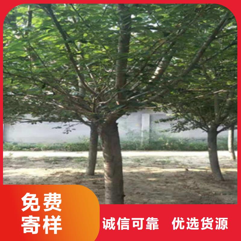 櫻花占地果樹現(xiàn)貨充足量大優(yōu)惠
