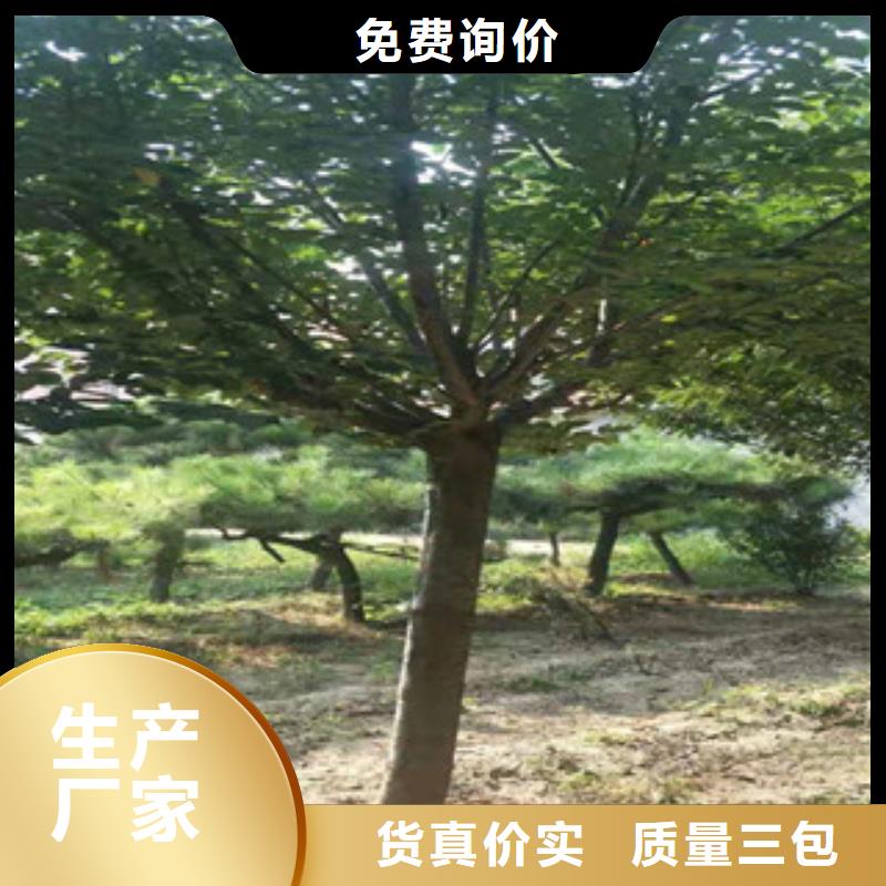 櫻花藍(lán)莓苗匠心品質(zhì)