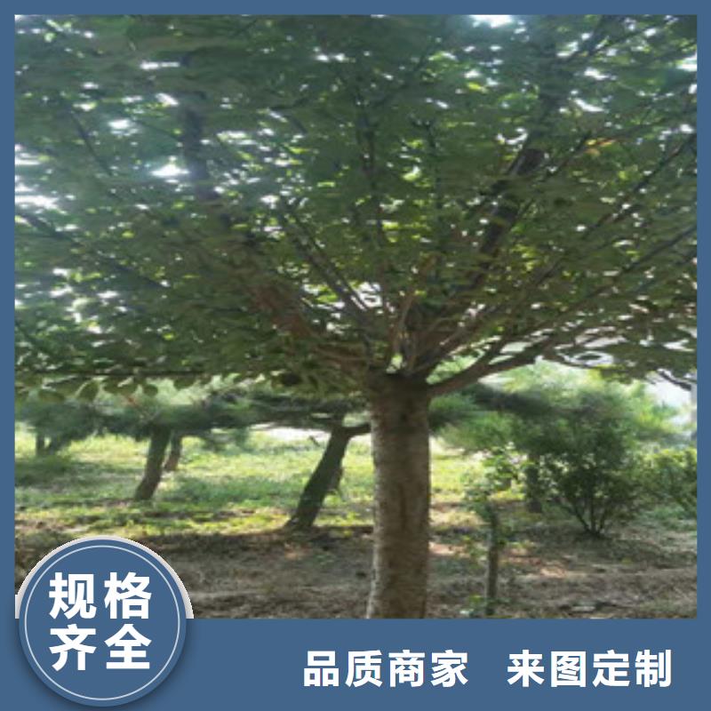 櫻花藍莓苗現(xiàn)貨快速采購