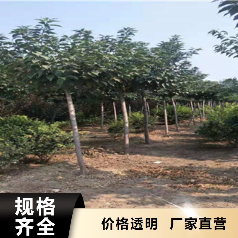 櫻花占地果樹現(xiàn)貨充足量大優(yōu)惠