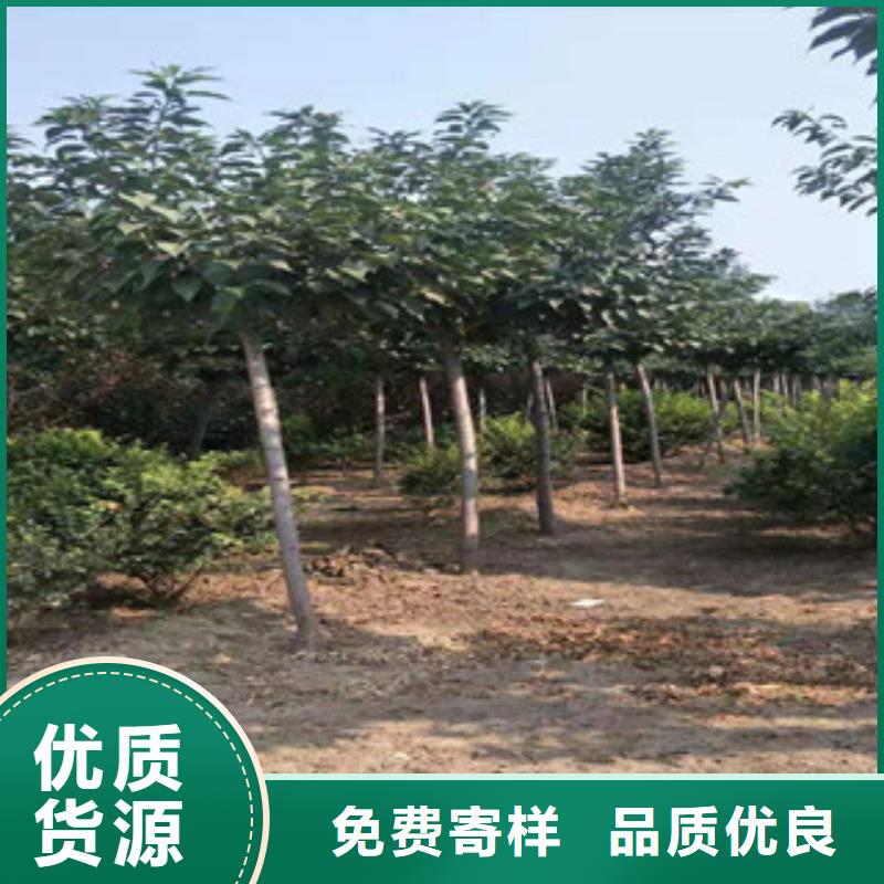 櫻花藍莓苗現(xiàn)貨快速采購