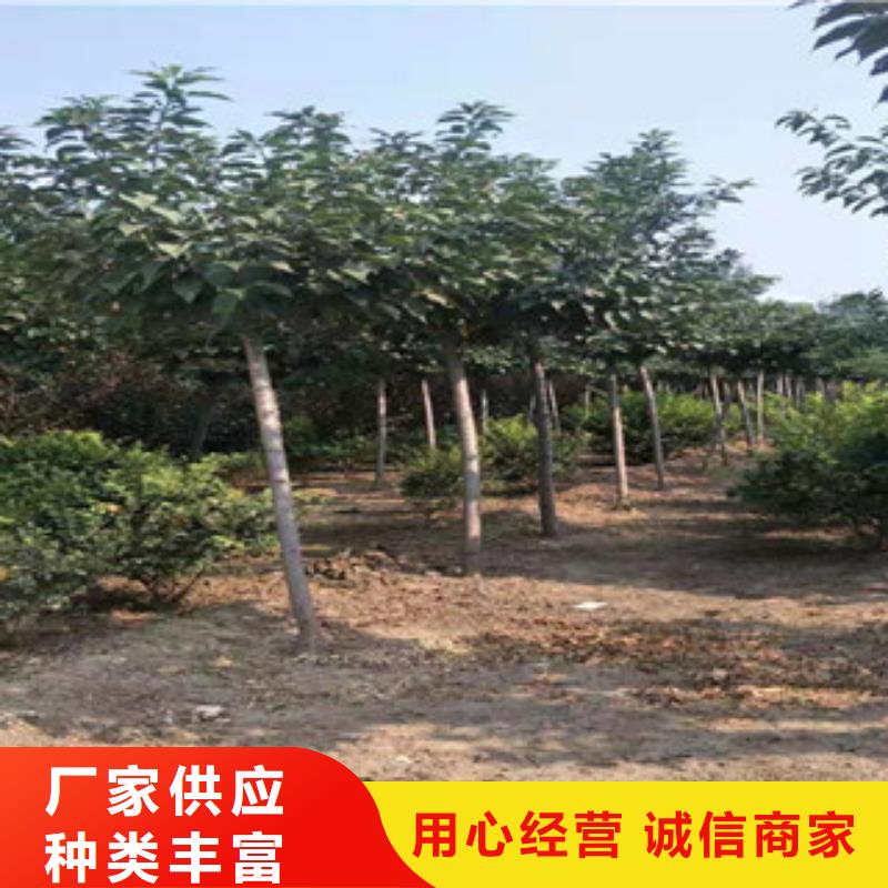 櫻花藍(lán)莓苗現(xiàn)貨快速采購