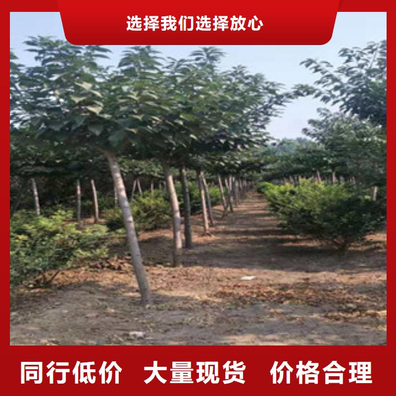 櫻花占地果樹(shù)精心打造