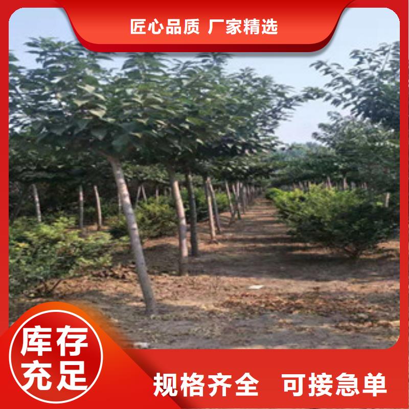 櫻花鈣果苗品質(zhì)優(yōu)選