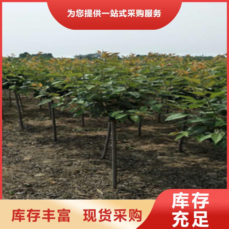 櫻花-泰山景松造型景松客戶信賴的廠家