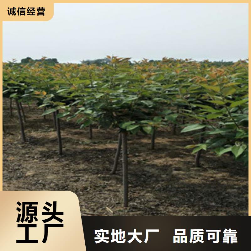 櫻花藍(lán)莓苗貨真價實