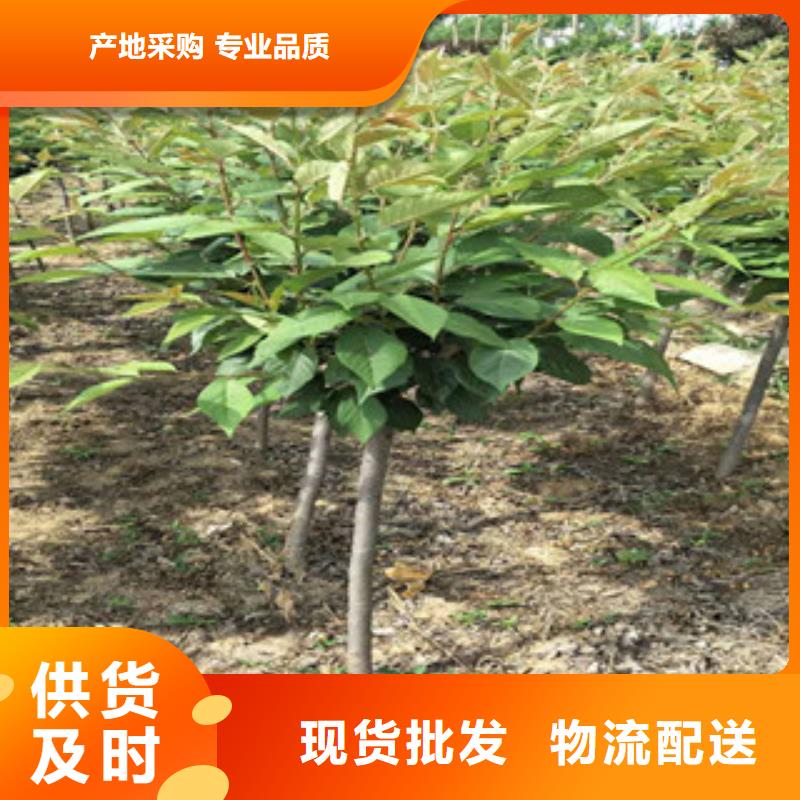 樱花树莓苗卓越品质保障