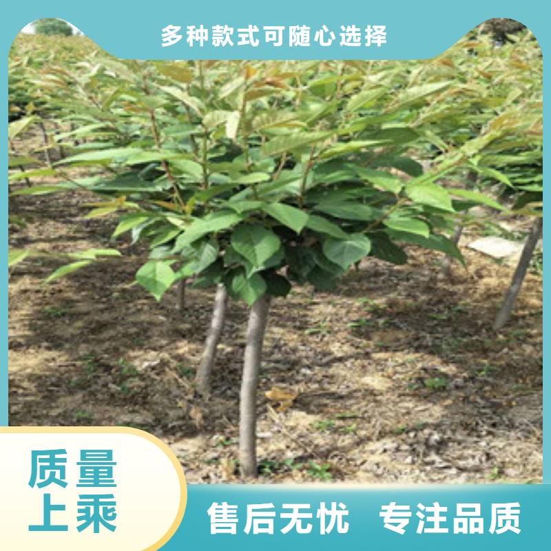 樱花钙果苗现货批发