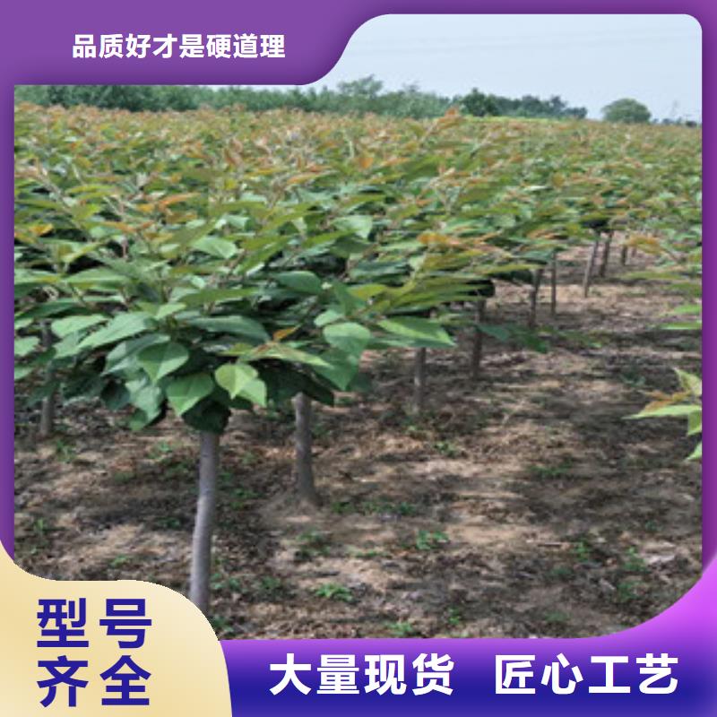 櫻花,樹莓苗歡迎來電咨詢