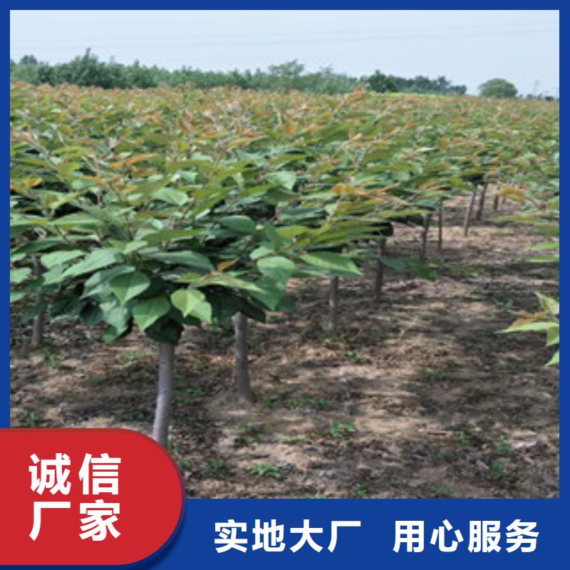 樱花泰山景松造型景松现货