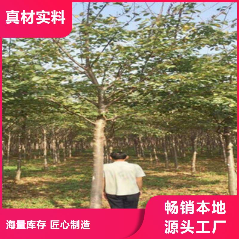 櫻花櫻桃苗一站式采購(gòu)方便省心