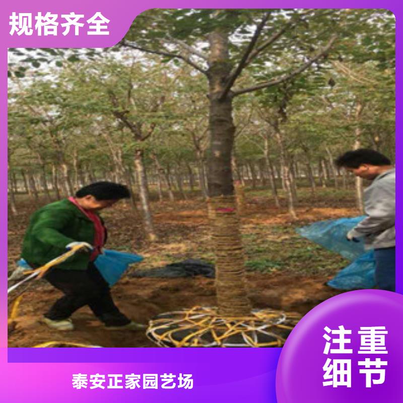 樱花蓝莓苗匠心品质