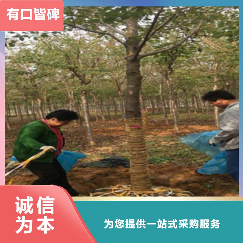 櫻花碧桃廠家直銷值得選擇