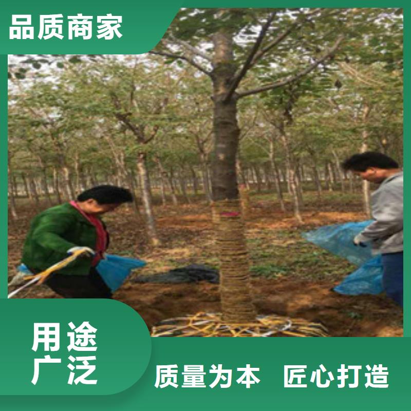 櫻花藍(lán)莓苗品類齊全