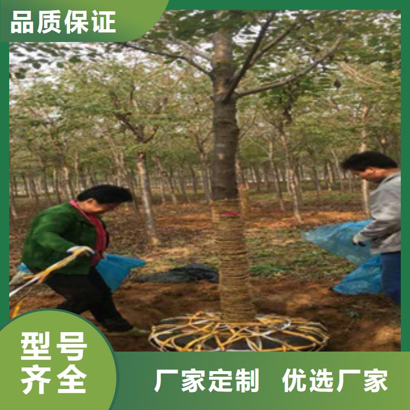 櫻花櫻桃苗一站式采購(gòu)方便省心