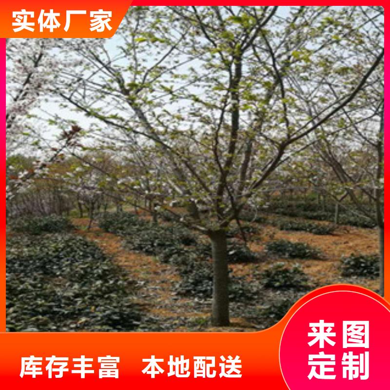 櫻花藍(lán)莓苗貨真價實