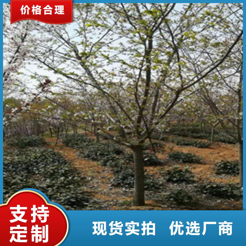 櫻花,樹莓苗歡迎來電咨詢