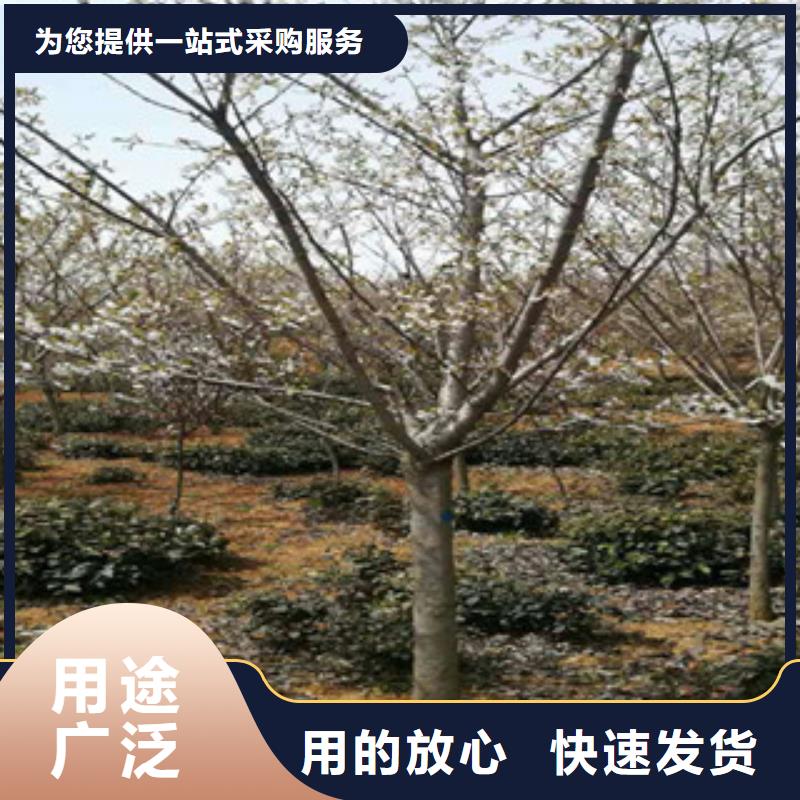 櫻花碧桃廠家直銷值得選擇