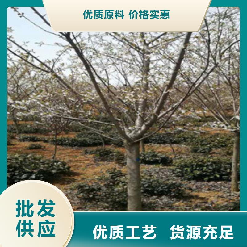 樱花绿化树绿化工程精品优选