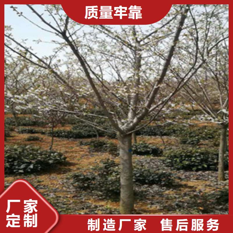 樱花钙果苗厂家直销省心省钱