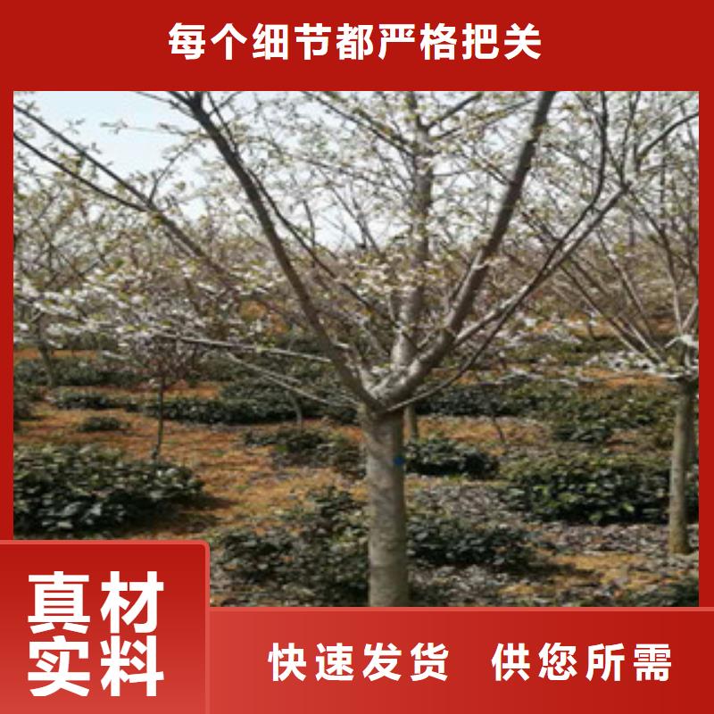 櫻花核桃苗櫻花苗長果桑樹苗廠家