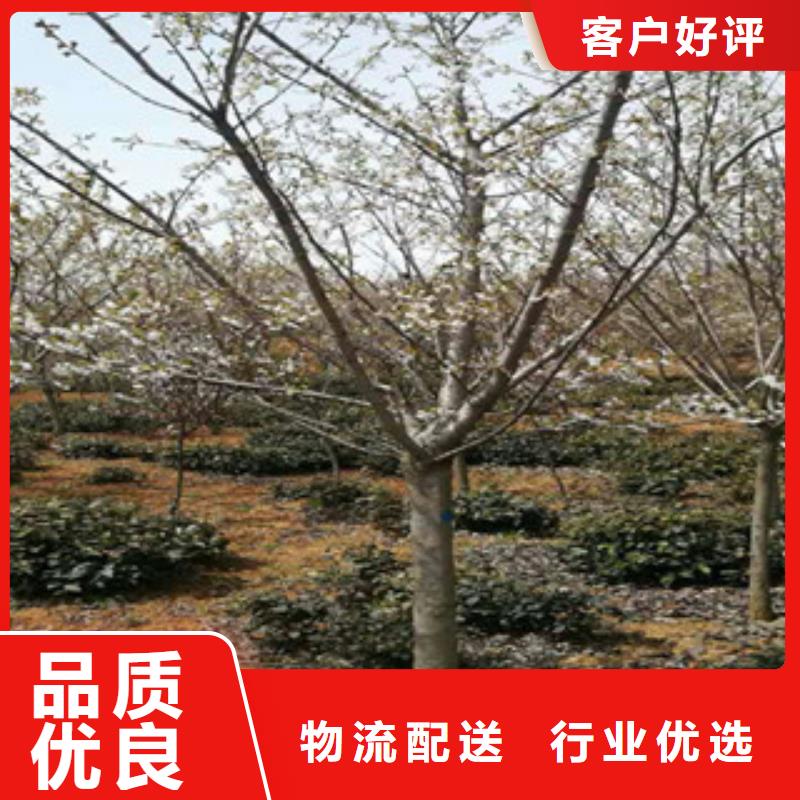 櫻花藍(lán)莓苗現(xiàn)貨快速采購