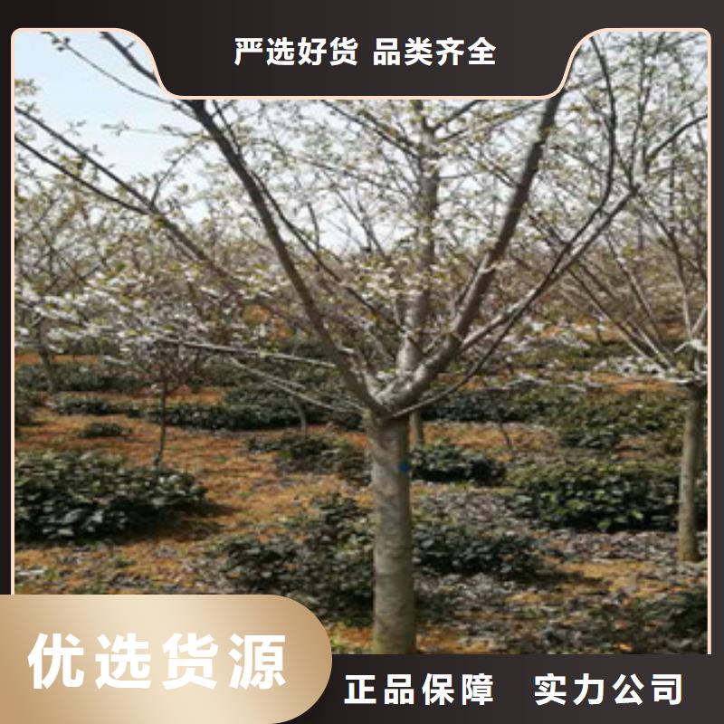 櫻花綠化樹綠化工程可零售可批發(fā)