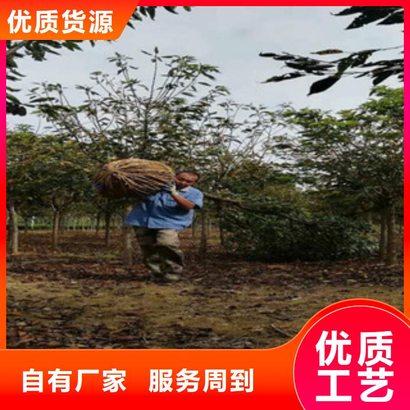 櫻花-櫻桃苗批發(fā)商