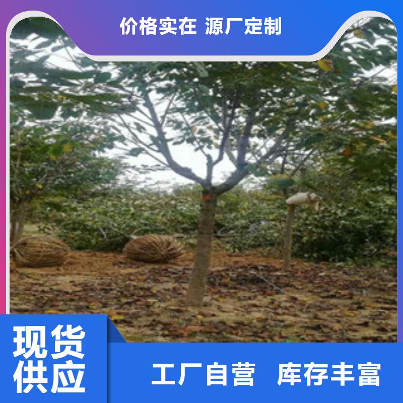 樱花国槐品质优良