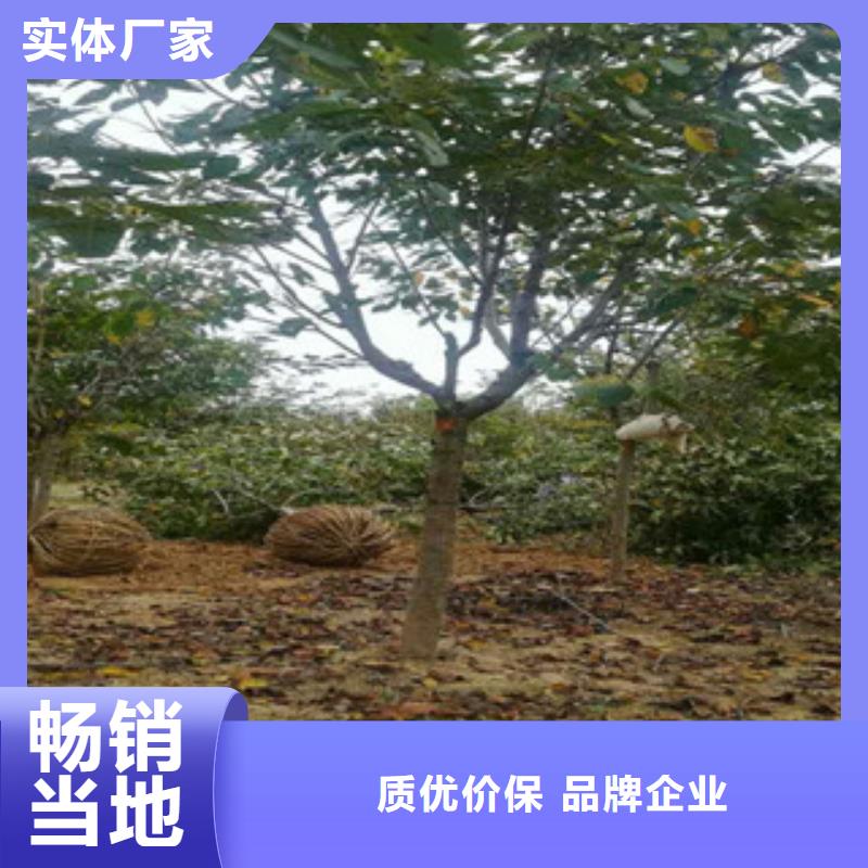 樱花核桃苗樱花苗长果桑树苗种类多质量好