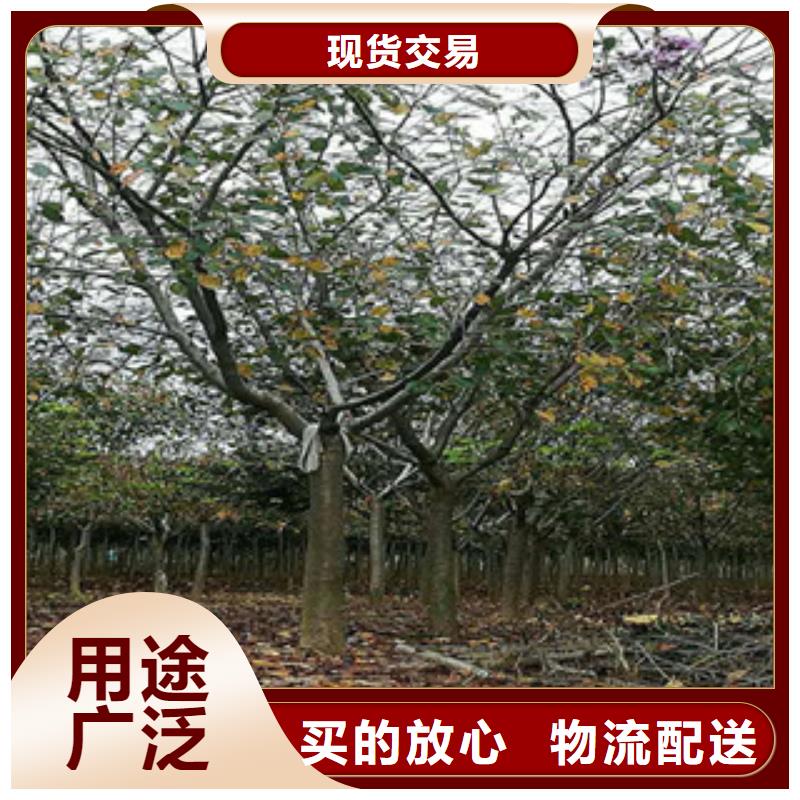 樱花树莓苗卓越品质保障