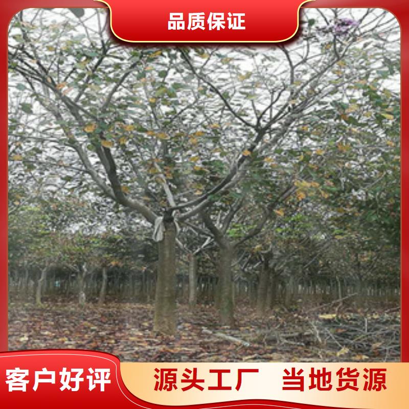櫻花藍(lán)莓苗現(xiàn)貨快速采購
