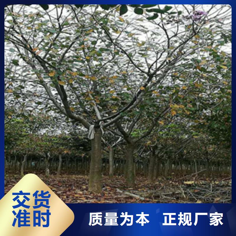 櫻花綠化樹綠化工程生產(chǎn)安裝
