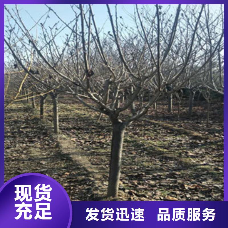 樱花碧桃现货充足量大优惠