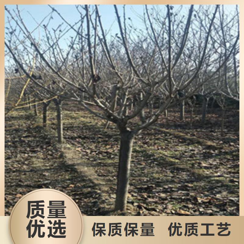 櫻花綠化樹綠化工程大廠家實力看得見