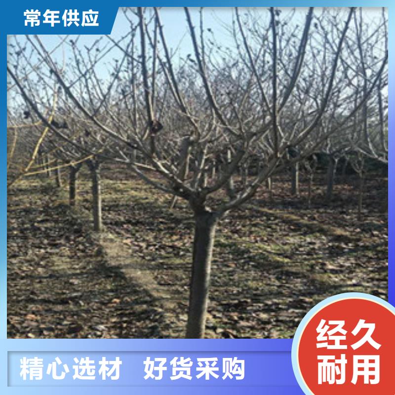 櫻花碧桃廠家直銷值得選擇