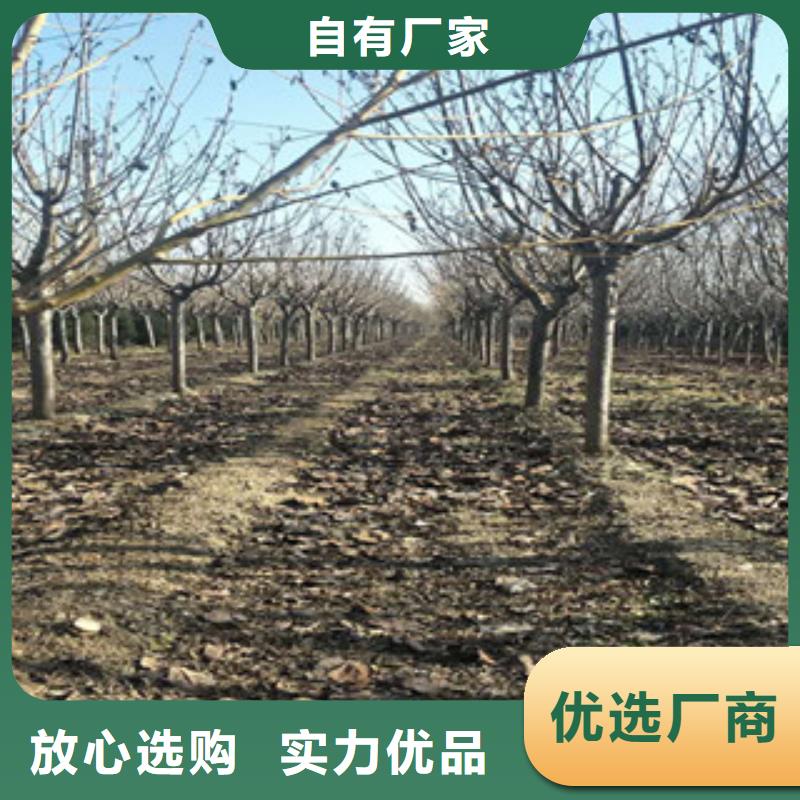 櫻花-櫻桃苗批發(fā)商