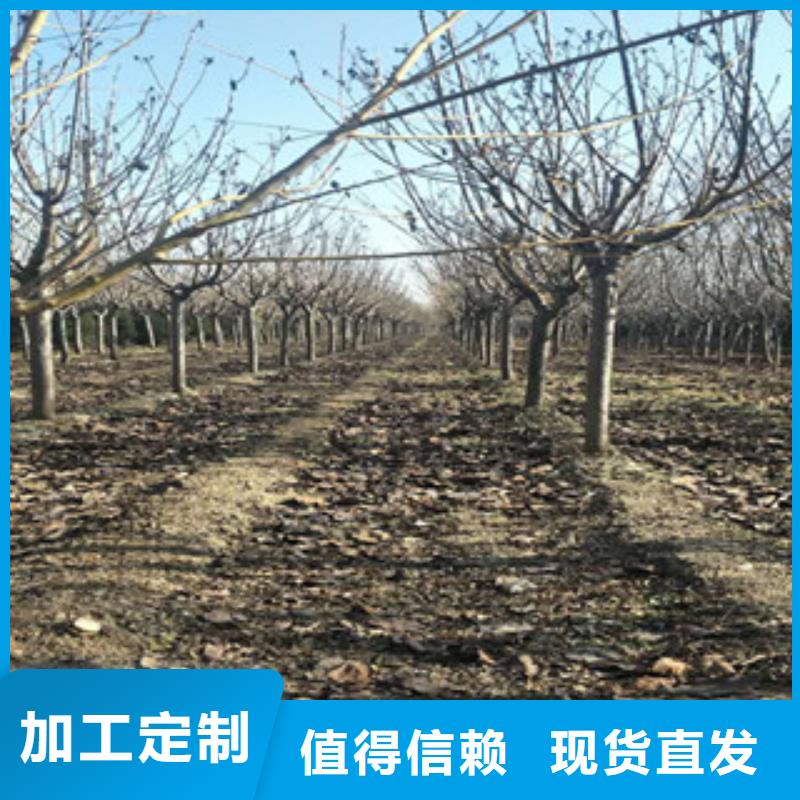 櫻花綠化樹綠化工程暢銷當地