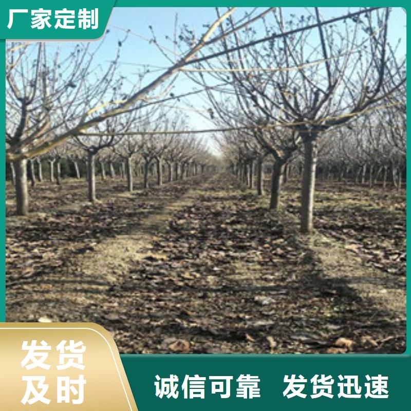 櫻花藍(lán)莓苗現(xiàn)貨快速采購
