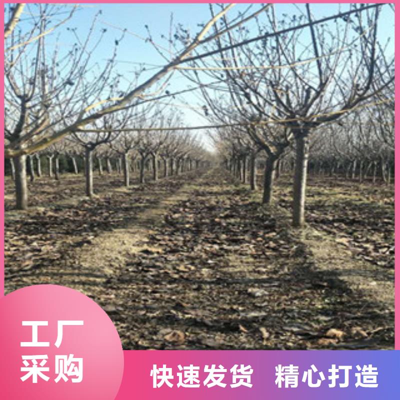 櫻花核桃苗櫻花苗長果桑樹苗廠家直銷規(guī)格多樣