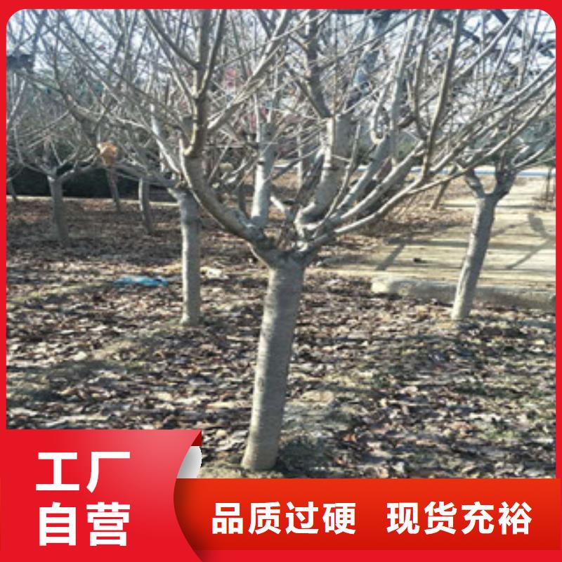 櫻花綠化樹綠化工程生產(chǎn)安裝