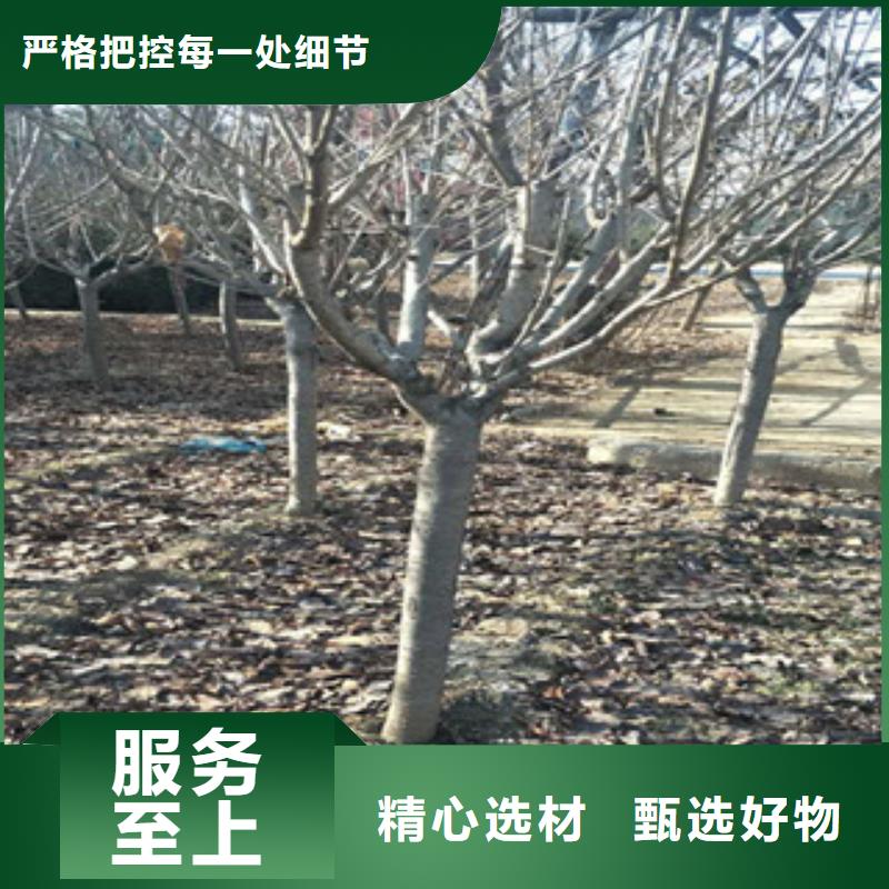 櫻花_鈣果苗嚴格把關(guān)質(zhì)量放心