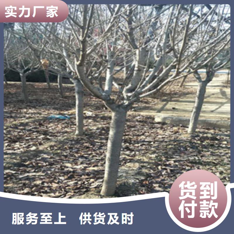 櫻花綠化樹綠化工程工期短發(fā)貨快