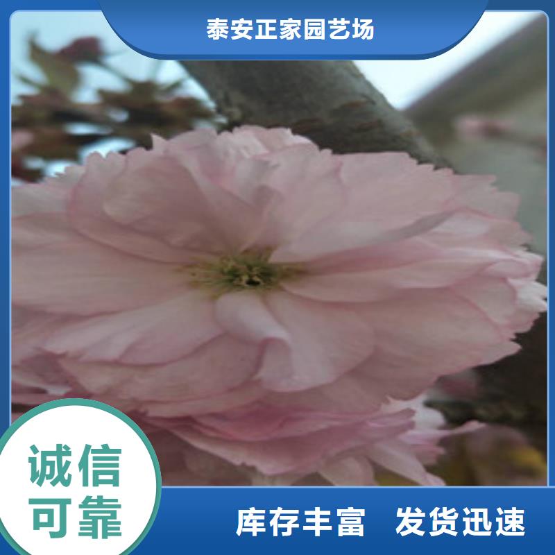 樱花泰山景松造型景松现货