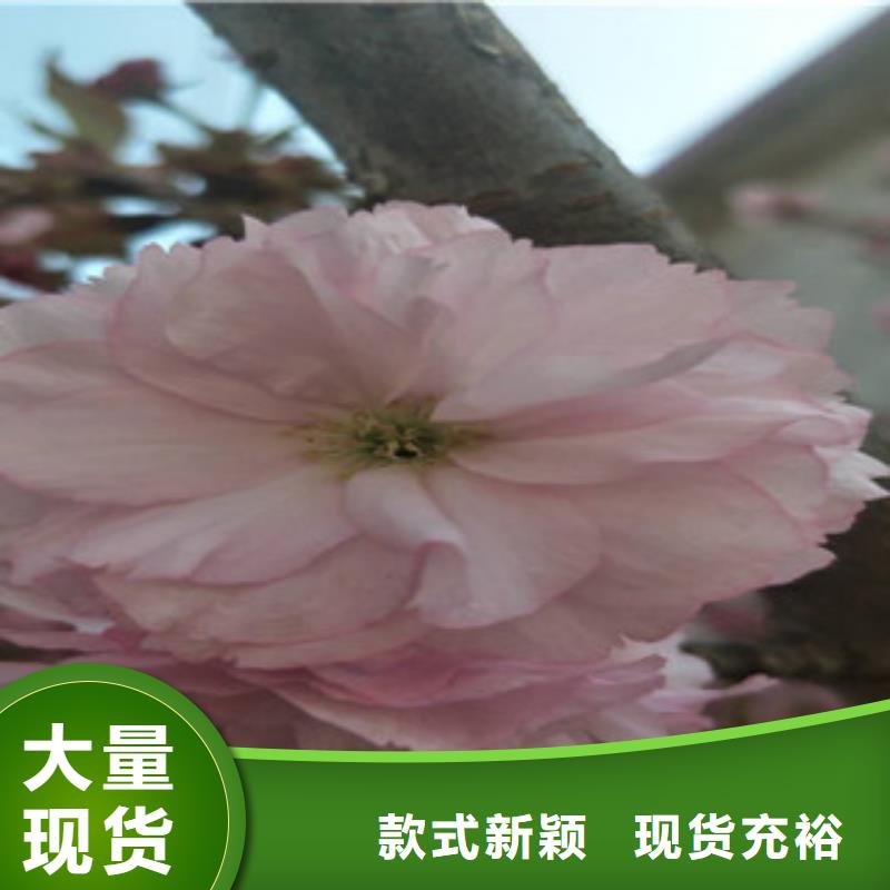 櫻花碧桃大品牌值得信賴