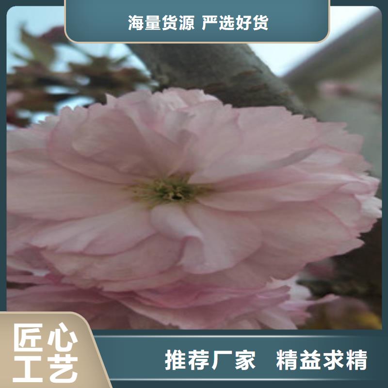 樱花碧桃现货充足量大优惠