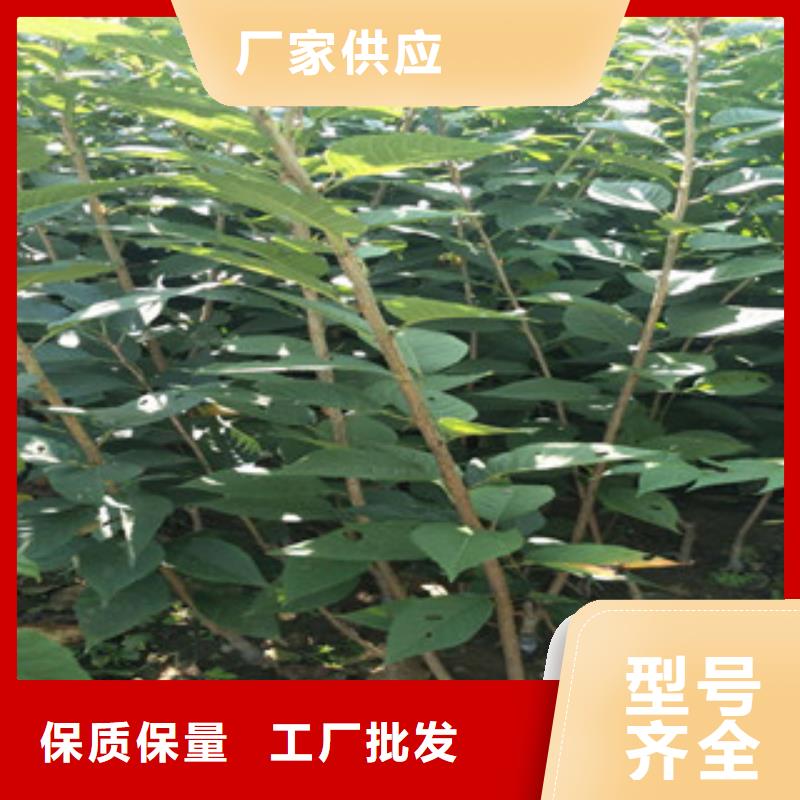 櫻花核桃苗櫻花苗長(zhǎng)果桑樹苗廠家