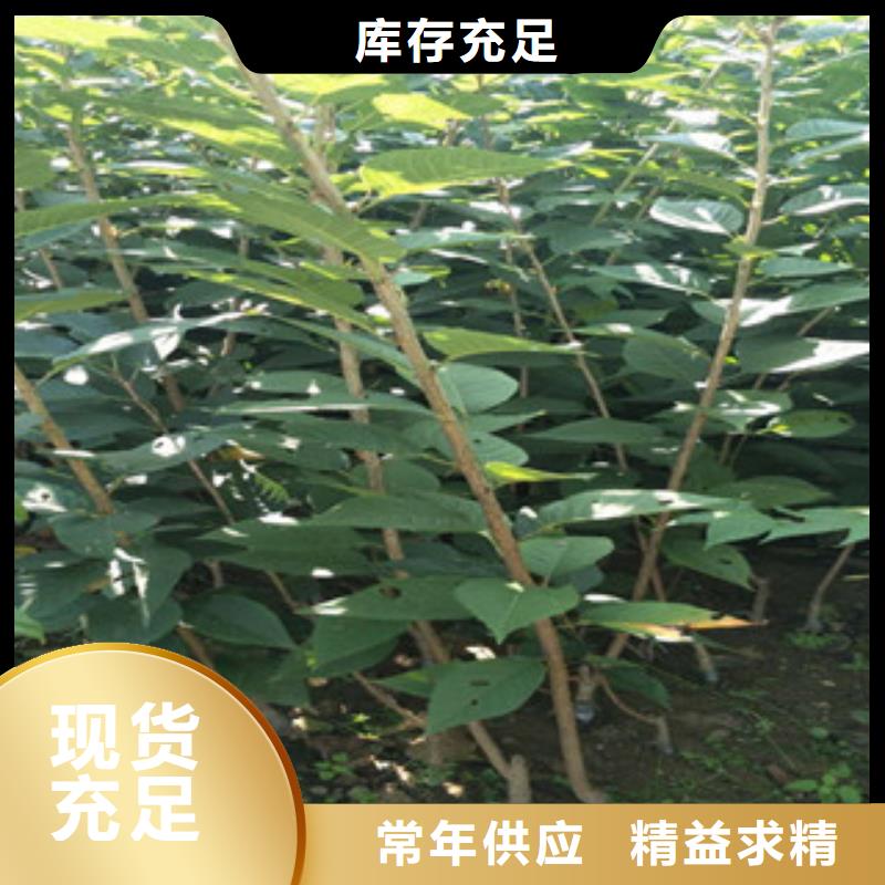 櫻花藍(lán)莓苗匠心品質(zhì)