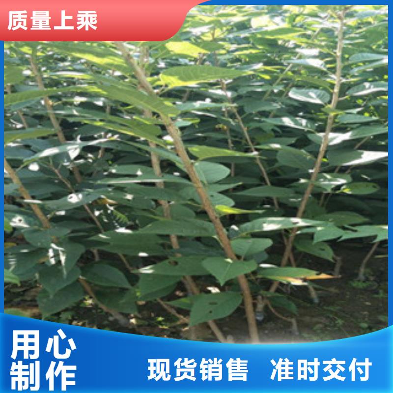 樱花绿化树绿化工程可零售可批发
