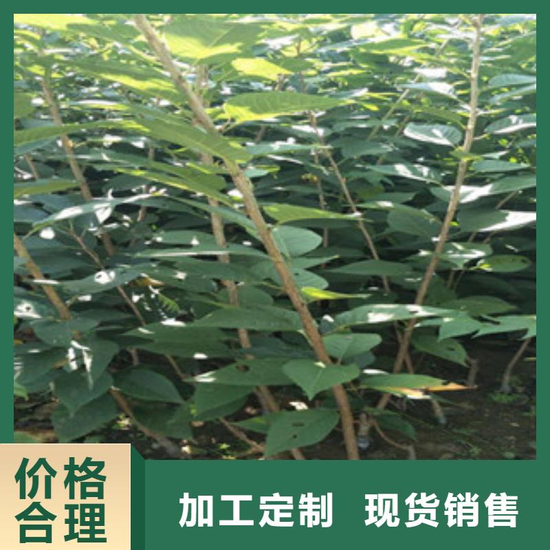 樱花泰山景松造型景松现货